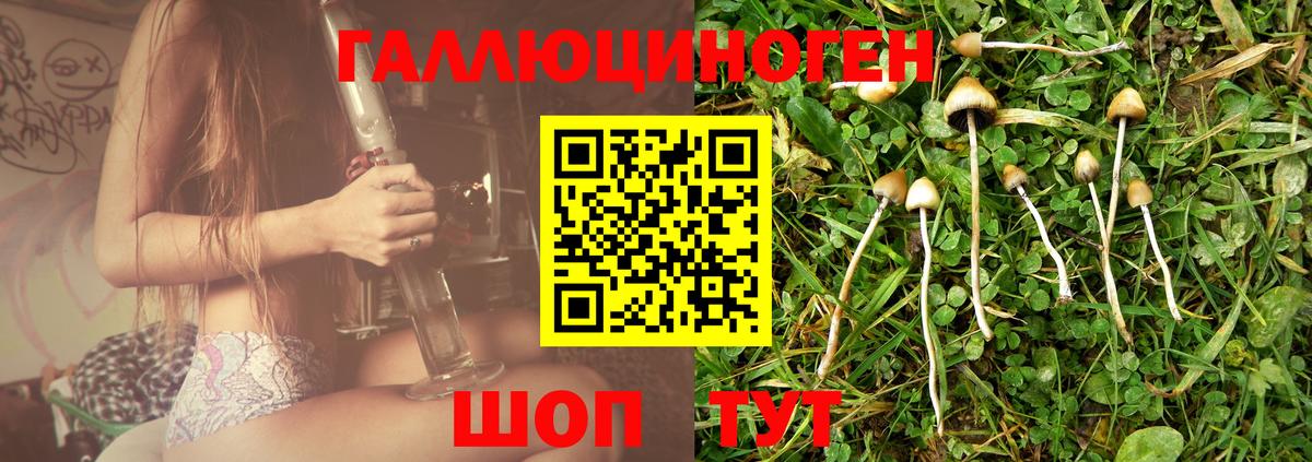 Новомосковск  Псилоцибиновые грибы мицелий  Псилоцибиновые грибы GOLDEN TEACHER  Вход с VPN 